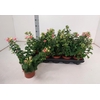 arr8 Fuchsia W Jubelteen