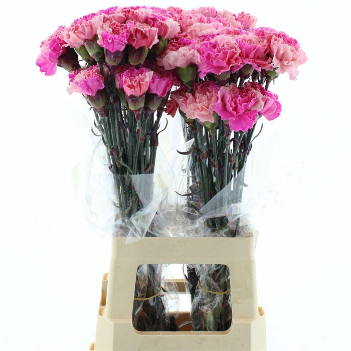 <h4>Di St Col Klb H% Cct- Cupid's Kiss</h4>