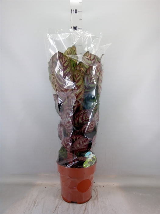 <h4>Calathea makoyana</h4>