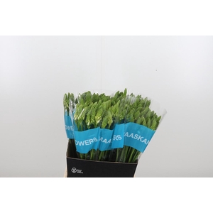 Ornithogalum T Mount Fuji
