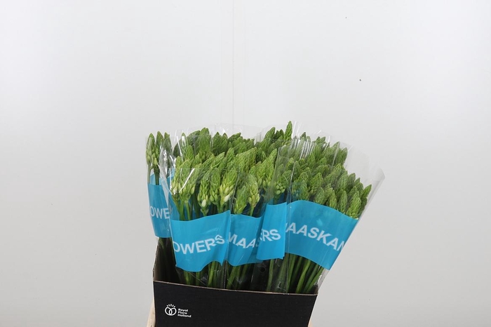 <h4>Ornithogalum T Mount Fuji</h4>