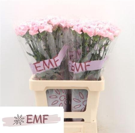 <h4>Di St Julia</h4>