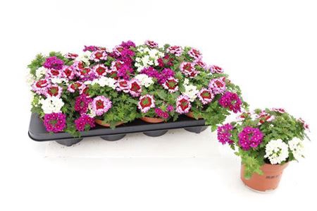 <h4>Verbena Tricolor Purple Shades</h4>