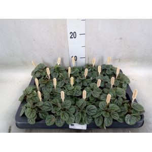 Peperomia