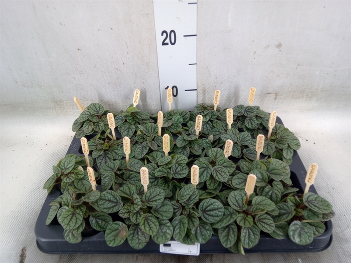<h4>Peperomia</h4>