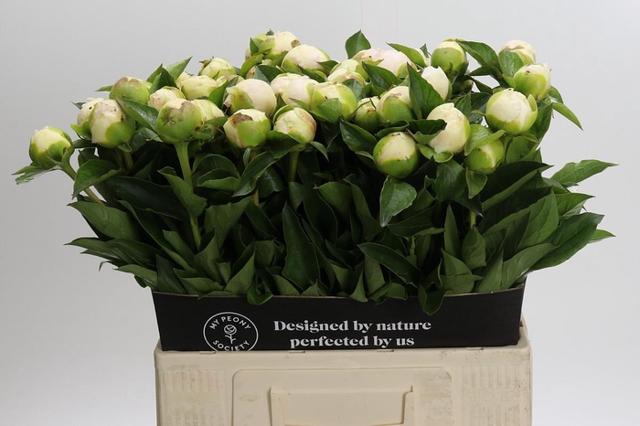 <h4>Paeonia Bridal Gown</h4>