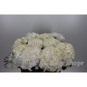Hydrangea white verena