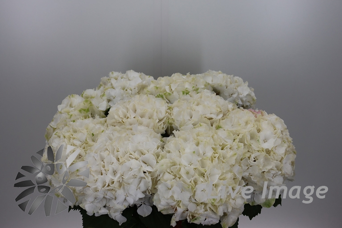 <h4>Hydrangea white verena</h4>