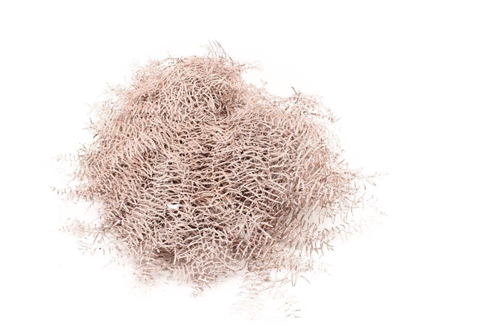 <h4>Koraalvaren Champagne Glitter</h4>