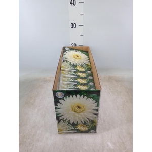 Dahlia   ...flowerbulbs