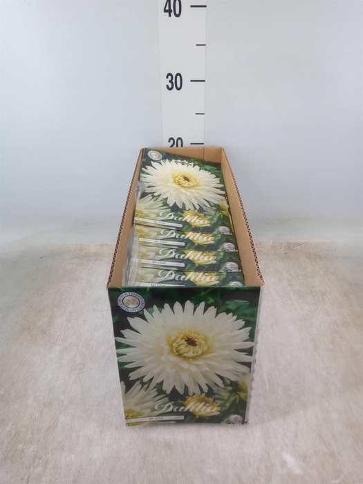 <h4>Dahlia   ...flowerbulbs</h4>