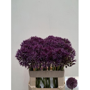 ALLIUM GROOTBLOEMIG