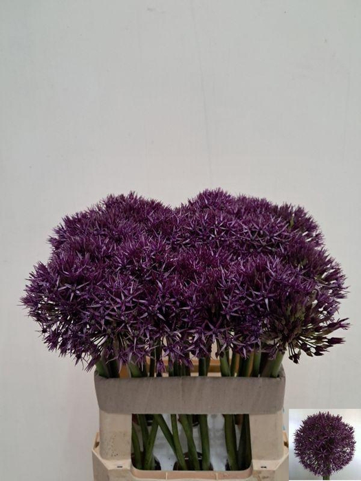 <h4>ALLIUM GROOTBLOEMIG</h4>