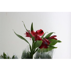 Alstr Natalya (red|)