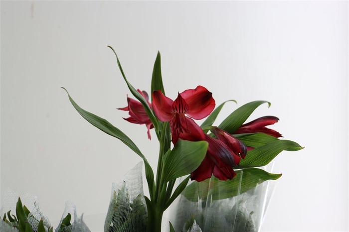 <h4>Alstr Natalya (red|)</h4>