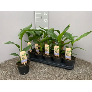 STRELITZIA NICOLAI