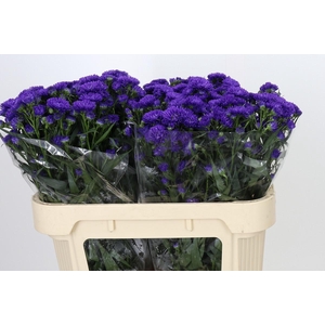 Aster Dark Rose