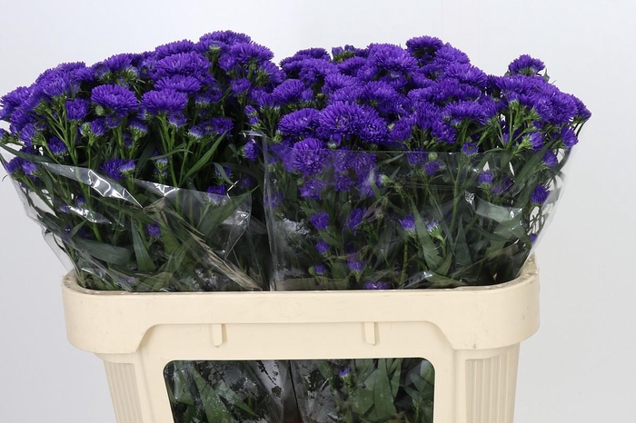 <h4>Aster Dark Rose</h4>