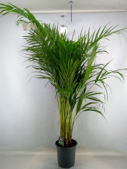 <h4>Dypsis lutescens   ...Chrysalidoca</h4>