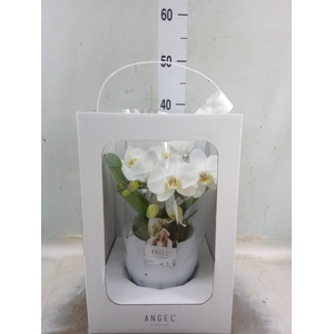Phalaenopsis   ...white