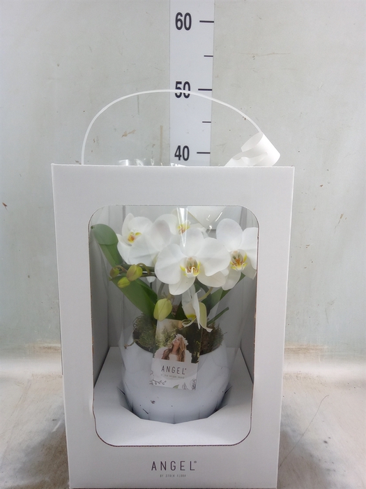 <h4>Phalaenopsis   ...white</h4>