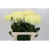 Dahlia Champagne