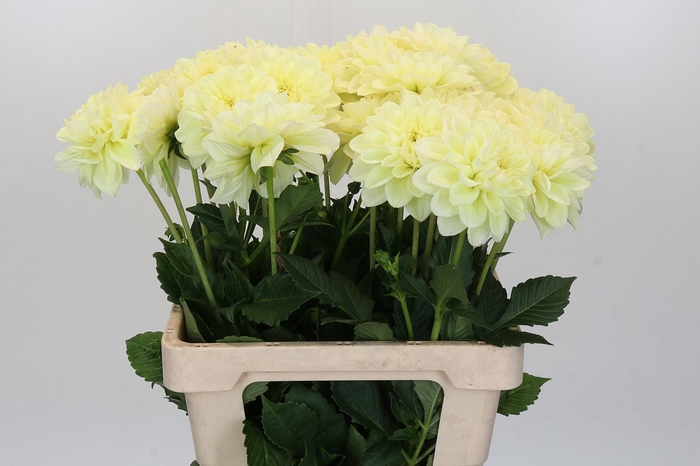 Dahlia Champagne