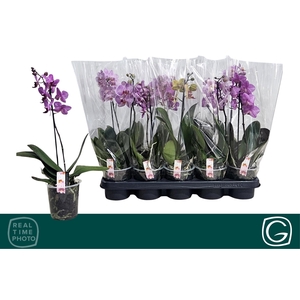 PHAL MF GEM 4 KL