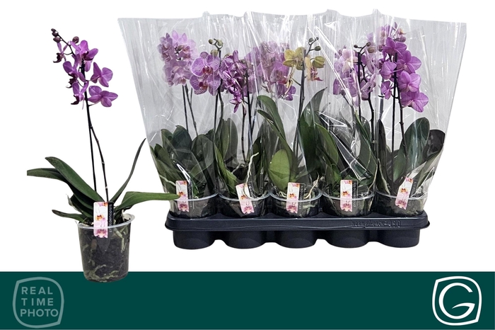 <h4>PHAL MF GEM 4 KL</h4>