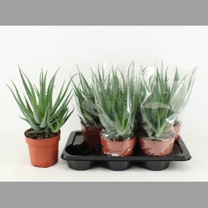 ALOE ARBORESCENS