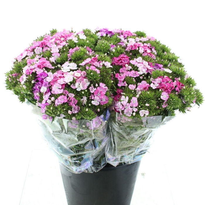 <h4>Di Barb Amazon Lavendel</h4>
