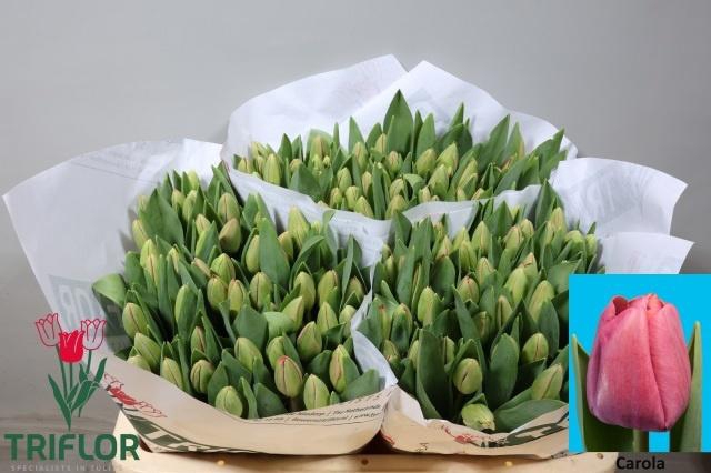 <h4>TU EN CAROLA</h4>