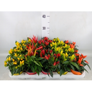 Capsicum annuum 'Salsa'   ...mix