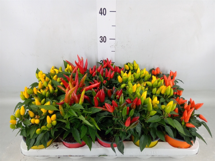 <h4>Capsicum annuum 'Salsa'   ...mix</h4>