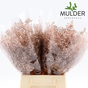 ASP DE CWEBE KLB H% 50CM Copper 50cm