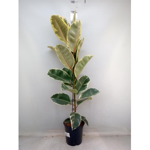 Ficus elastica 'Tineke'