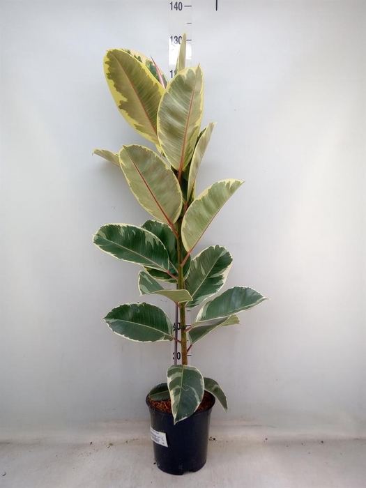 <h4>Ficus elastica 'Tineke'</h4>