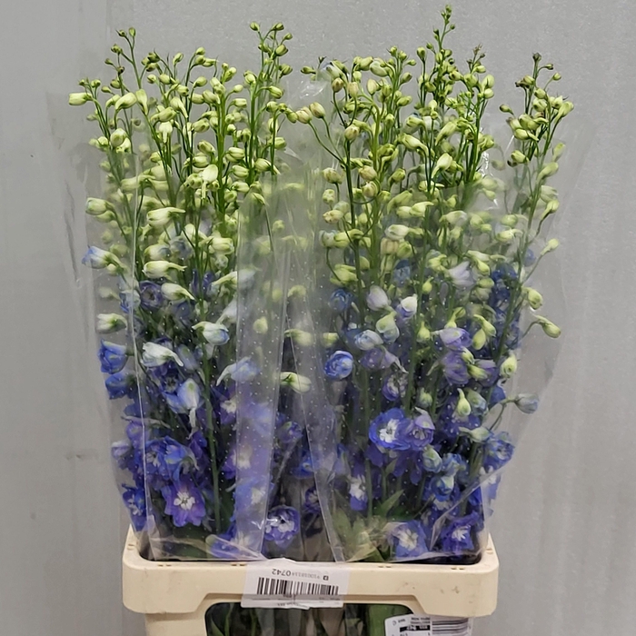 <h4>DELPH DU AURORA BLUE</h4>