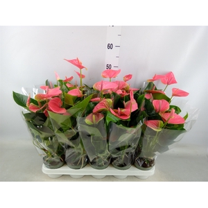 Anthurium andr. 'Sweet Dream'