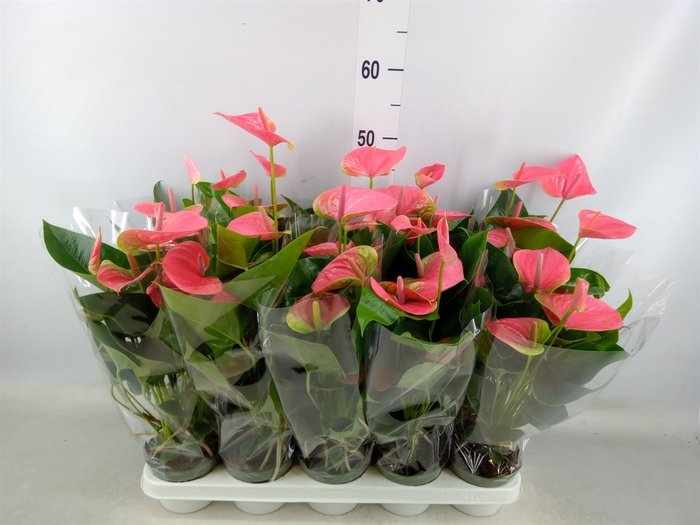 <h4>Anthurium andr. 'Sweet Dream'</h4>