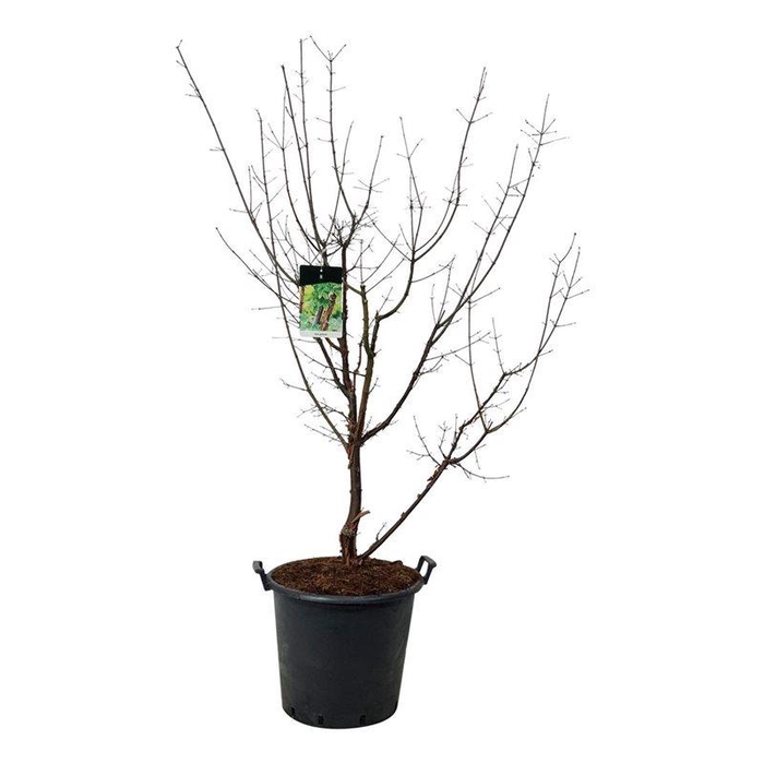 <h4>Acer griseum</h4>