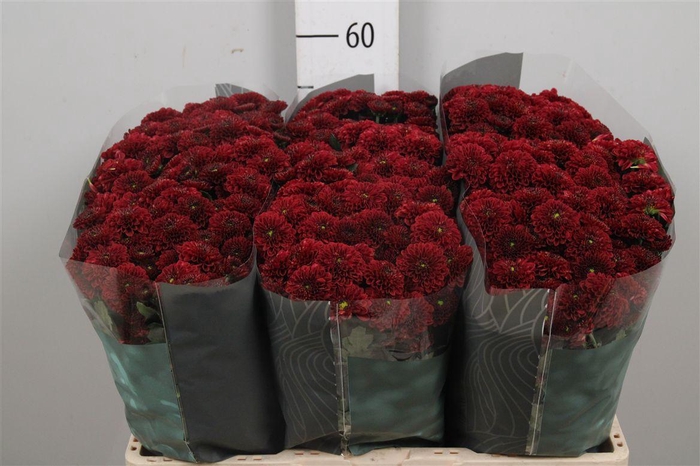 <h4>Chr S Alonso</h4>