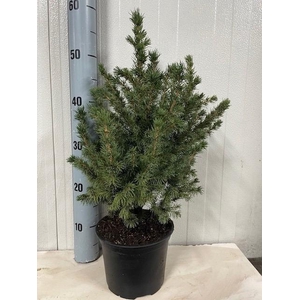 picea glauca conica