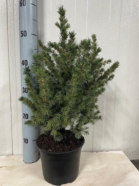 <h4>picea glauca conica</h4>