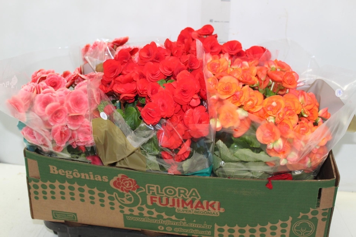 <h4>BEGONIA P15</h4>