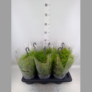 Rhipsalis clavata 'Easy Sweety'