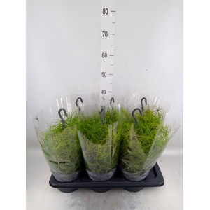 Rhipsalis clavata 'Easy Sweety'