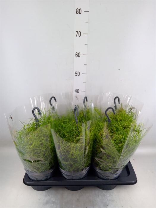 <h4>Rhipsalis clavata 'Easy Sweety'</h4>