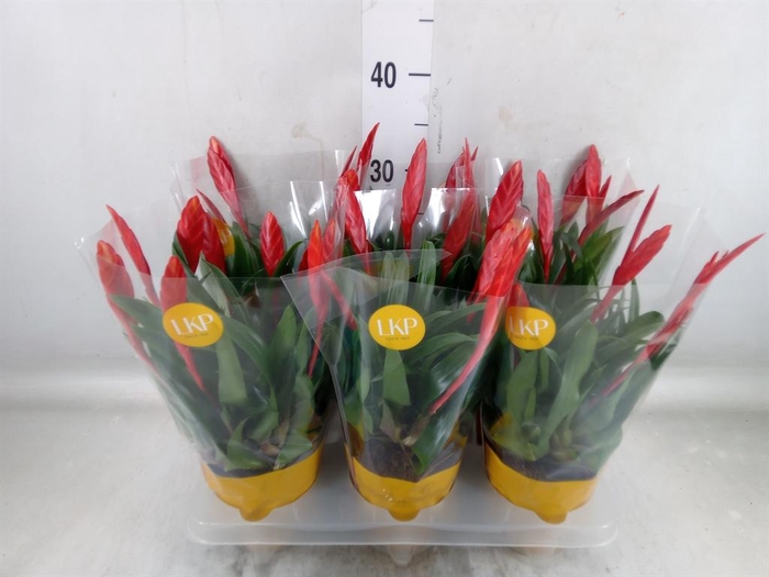 <h4>Vriesea  'Conchita'</h4>