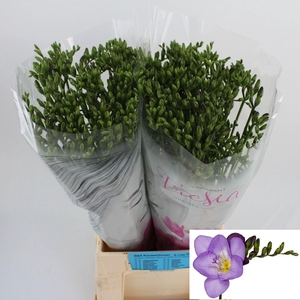 Freesia enk Delta River